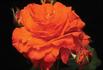 Brightfire rose photo