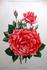 Indiana rose photo