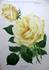 Entente Cordiale rose photo