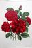 Leuchtfeuer rose photo
