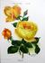 Rayon d'Or rose photo