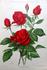 Kaiser Wilhelm II rose photo