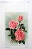 My Maryland rose photo