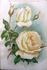 Comte Amédée de Foras rose photo