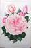Aimée Cochet rose photo
