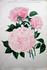 Comtesse de Serenye rose photo