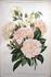 Daniel Lacombe rose photo