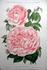 Duc de Constantine rose photo