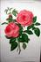 Amiral Courbet rose photo