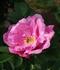 Apart rose photo