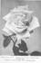 Edith Cavell rose photo