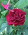 Dr. Jamain rose photo