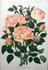 Comte Henri Rignon rose photo