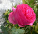 Tellensohn rose photo
