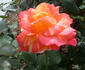Maria McGredy rose photo