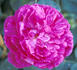 Alexandre Laquement rose photo