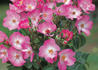 Phlox Meidiland rose photo