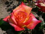 Gay Gordons ® rose photo