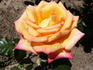Gay Gordons ® rose photo