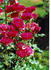 Tellensohn rose photo