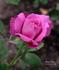 Blue Chip rose photo