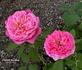 Chelsea Morning™ rose photo