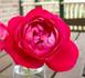 La Passionata rose photo