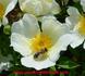 Happenstance rose photo