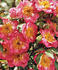 Baby Bloomer ™ rose photo