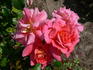 Marlène Jobert rose photo