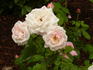 Madame Souchet rose photo