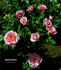 Sweet Gesture rose photo
