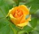 Harry Oppenheimer rose photo