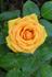 Harry Oppenheimer rose photo