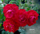 Lichterloh rose photo