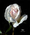 Poker ® rose photo