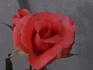 Nearly Black rose photo