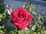 Nearly Black rose photo