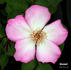 Windmill rose photo