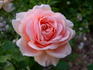 Dakota's Song rose photo