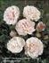 Nashira ™ rose photo