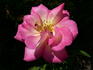 Forty-niner rose photo