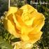 Dream Yellow ™ rose photo