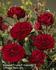 Balmoral Palace rose photo