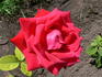 Big Chief rose photo