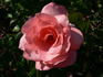 Piroschka ® rose photo