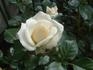 White Cockade rose photo