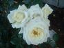 White Cockade rose photo