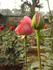 Dr. B.P. Pal rose photo