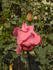 Dr. B.P. Pal rose photo